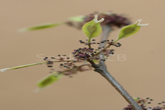 Holoptelea integrifolia
